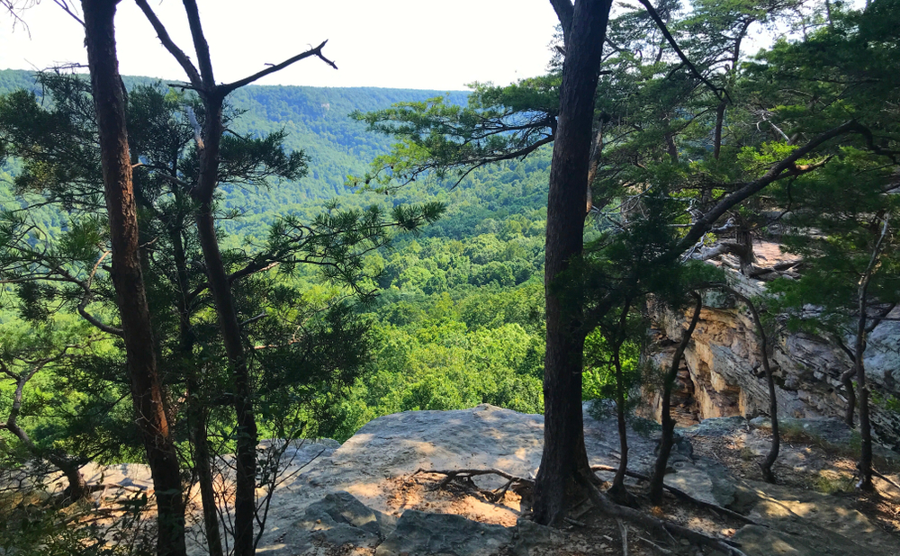 To Protect a Critical Forest in Appalachia, a Foundation Goes Beyond Grantmaking